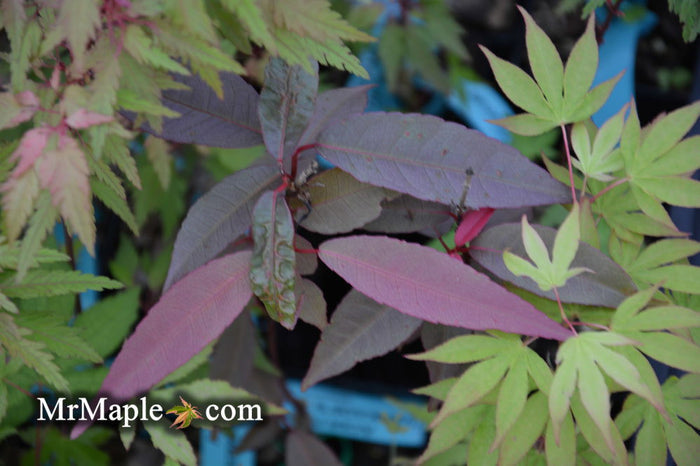 - Acer laevigatum ‘Hong Long’ Evergreen Chinese Maple - Mr Maple │ Buy Japanese Maple Trees