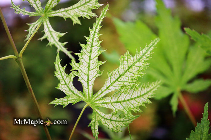 - Acer palmatum 'Ghost Dancer' Japanese Maple - Mr Maple │ Buy Japanese Maple Trees