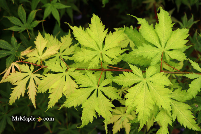 - Acer palmatum 'Grandma Ghost' Japanese Maple - Mr Maple │ Buy Japanese Maple Trees