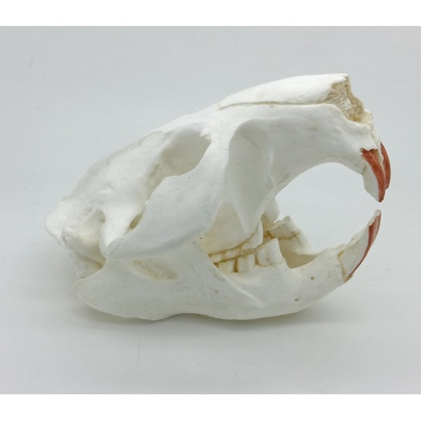 American Beaver Skull - dinosaursrocksuperstore