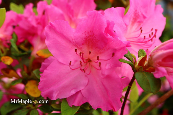 - Azalea 'Michaele Lux’ Pink Lavender Aromi Azalea - Mr Maple │ Buy Japanese Maple Trees