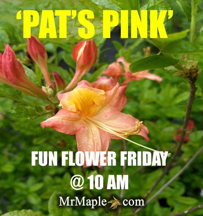 - Azalea 'Pat’s Pink’ Pink Auburn Deciduous Azalea - Mr Maple │ Buy Japanese Maple Trees