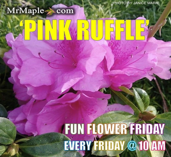 - Azalea 'Pink Ruffle’ Pink Flowering Rutherford Azalea - Mr Maple │ Buy Japanese Maple Trees