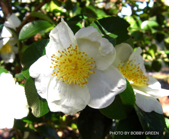 - Camellia sasanqua 'Daydream Believer' White Flowering Camellia - Mr Maple │ Buy Japanese Maple Trees