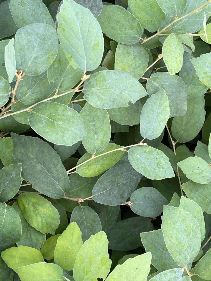 - Fothergilla xintermedia 'Blue Mist' Blue Fothergilla - Mr Maple │ Buy Japanese Maple Trees