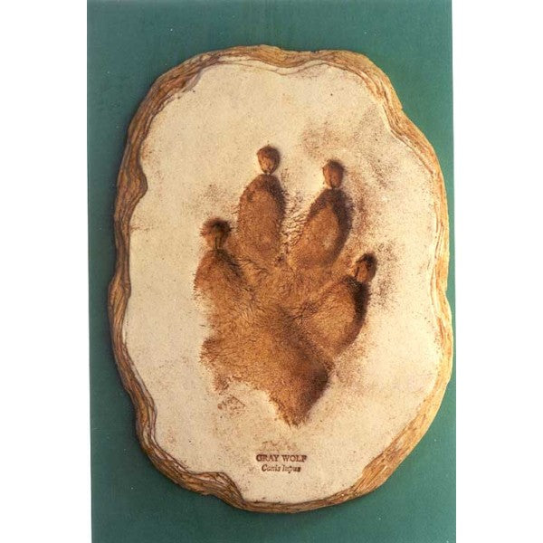 Gray Wolf Footprint Replica - dinosaursrocksuperstore