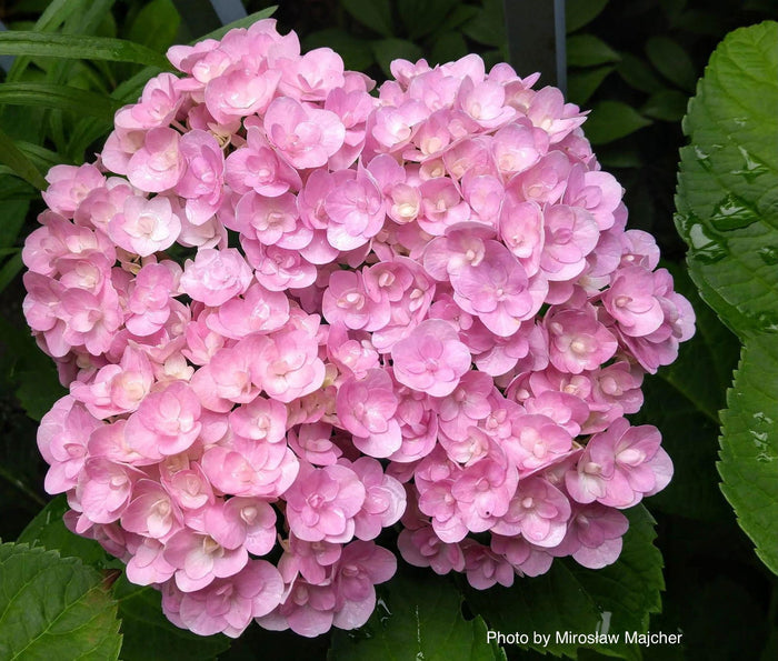 - Hydrangea macrophylla ‘Love’ Double Bloom Hydrangea - Mr Maple │ Buy Japanese Maple Trees