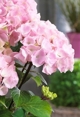- Hydrangea macrophylla ‘Onyx Flamingo’ Black Stem Hydrangea - Mr Maple │ Buy Japanese Maple Trees