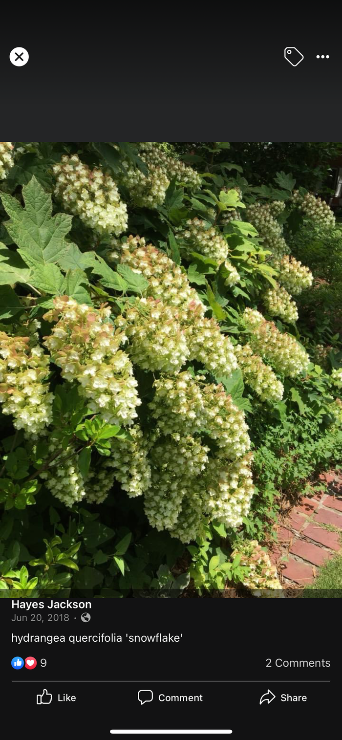- Hydrangea quercifolia 'Snowflake' Oakleaf Hydrangea - Mr Maple │ Buy Japanese Maple Trees