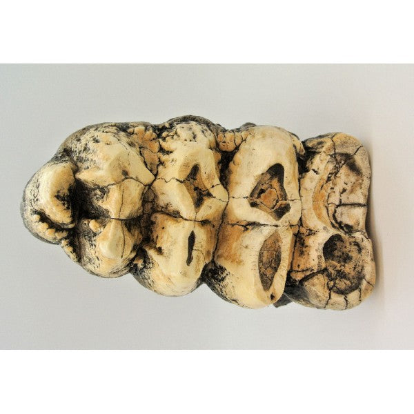 Mastodon Tooth Replica - dinosaursrocksuperstore