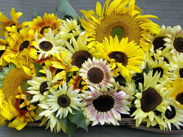 Renee’s Garden Scatter Gardens Heirloom Summer Garden Dancing, Joyous Sunflowers