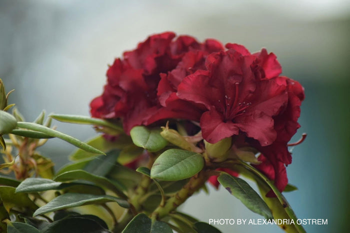- Rhododendron 'Firestorm' Deep Red Blooms - Mr Maple │ Buy Japanese Maple Trees