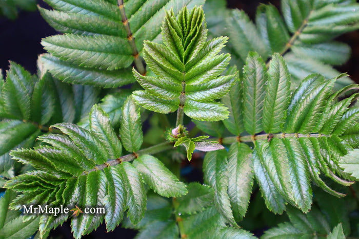 - Sorbus xthuringiaca 'Fastigiata' Narrow Mountain Ashe Tree - Mr Maple │ Buy Japanese Maple Trees
