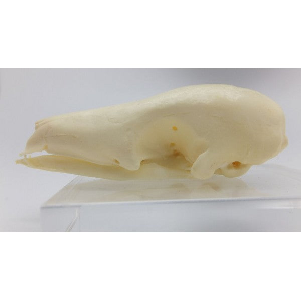 Tree Pangolin Skull - dinosaursrocksuperstore