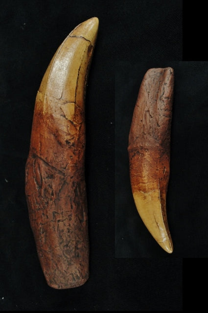 Tyrannosaurus Rex - T-Rex - Tooth Replica w/ Root Replica - 7.25" - dinosaursrocksuperstore