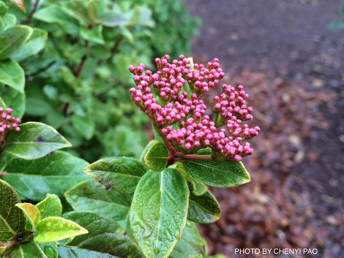Viburnum tinus 'Spring Bouquet' Compact Viburnum - Mr Maple │ Buy Japanese Maple Trees