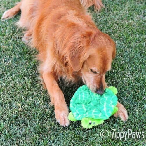 6-Squeaker Plush Dog Toy - Slowpoke The Turtle Dog Toys Pet Clever