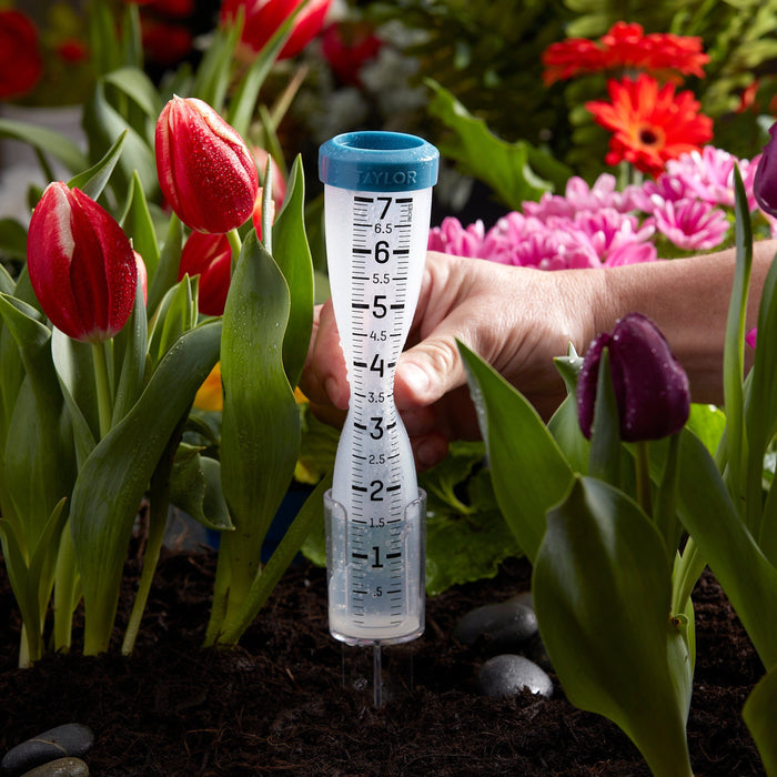7 inch silicone rain gauge with a blue cap among red tulips in a garden, held by a hand