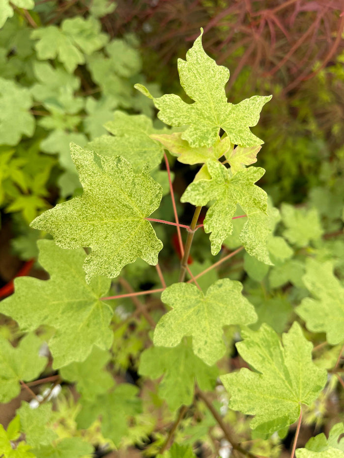 - Acer campestre 'Pulverulentum' White Variegated Maple - Mr Maple │ Buy Japanese Maple Trees