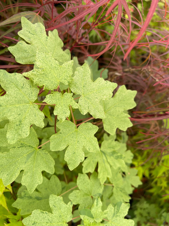 - Acer campestre 'Pulverulentum' White Variegated Maple - Mr Maple │ Buy Japanese Maple Trees