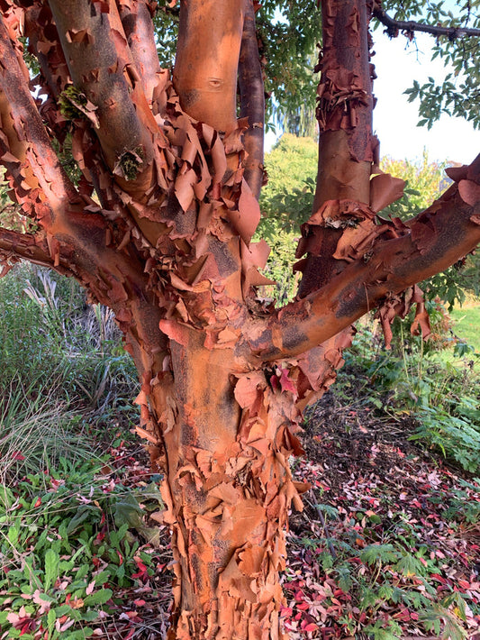 - Acer griseum - Paperbark Maple - Mr Maple │ Buy Japanese Maple Trees