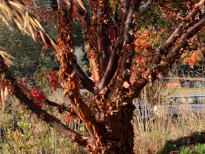 - Acer griseum - Paperbark Maple - Mr Maple │ Buy Japanese Maple Trees