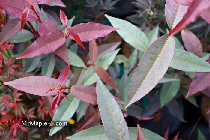 - Acer laevigatum ‘Hong Long’ Evergreen Chinese Maple - Mr Maple │ Buy Japanese Maple Trees