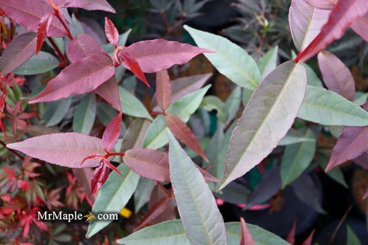 - Acer laevigatum ‘Hong Long’ Evergreen Chinese Maple - Mr Maple │ Buy Japanese Maple Trees