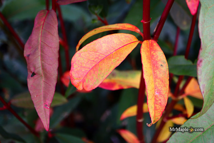 Acer laevigatum ‘Hóng Lóng’ Evergreen Chinese Maple