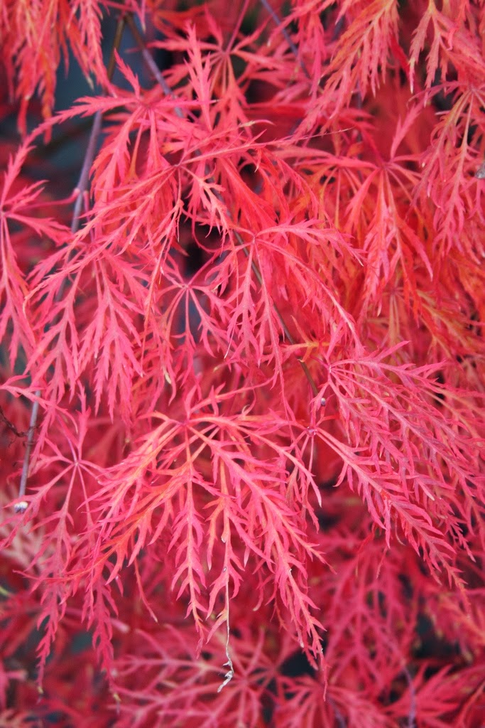 - Acer palmatum 'Baldsmith' Laceleaf Japanese Maple - Mr Maple │ Buy Japanese Maple Trees