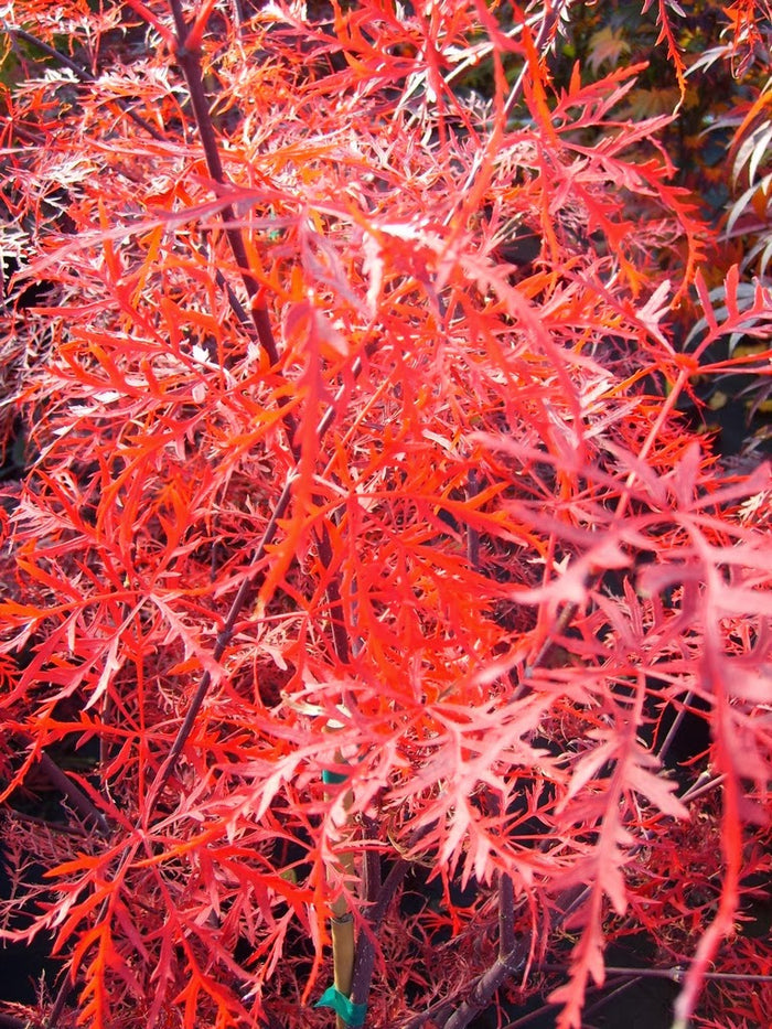 - Acer palmatum 'Baldsmith' Laceleaf Japanese Maple - Mr Maple │ Buy Japanese Maple Trees