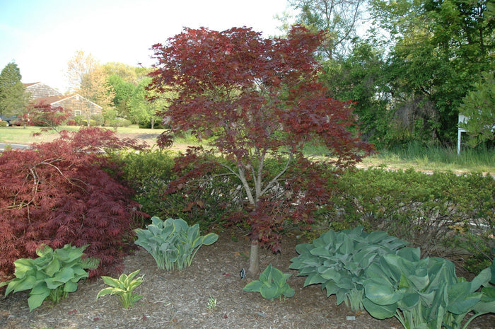 - Acer palmatum 'Bloodgood' Red Japanese Maple Tree - Mr Maple │ Buy Japanese Maple Trees