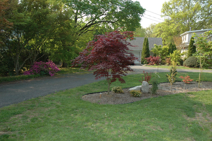 - Acer palmatum 'Bloodgood' Red Japanese Maple Tree - Mr Maple │ Buy Japanese Maple Trees