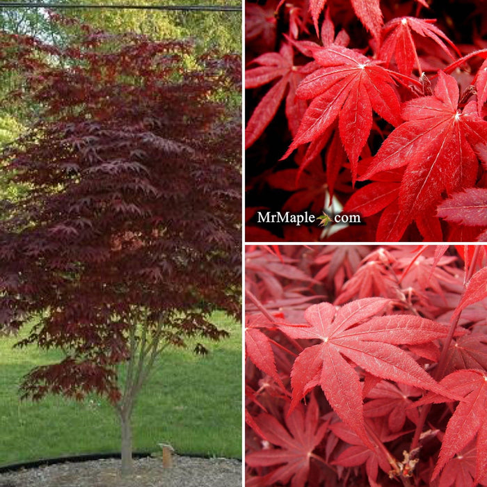 - Acer palmatum 'Bloodgood' Red Japanese Maple Tree - Mr Maple │ Buy Japanese Maple Trees