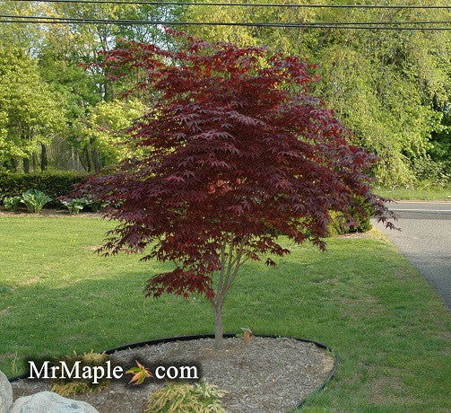 - Acer palmatum 'Bloodgood' Red Japanese Maple Tree - Mr Maple │ Buy Japanese Maple Trees