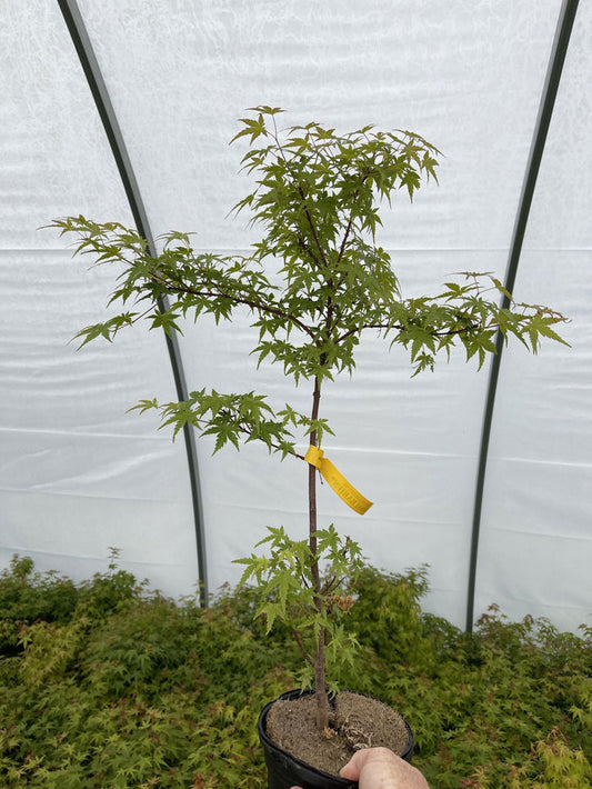 - Acer palmatum 'Bonsai Baby' Dwarf Japanese Maple Seedlings - Mr Maple │ Buy Japanese Maple Trees
