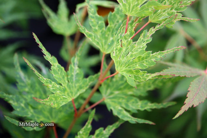 - Acer palmatum 'Cloud of Dragons' Rare Japanese Maple - Mr Maple │ Buy Japanese Maple Trees