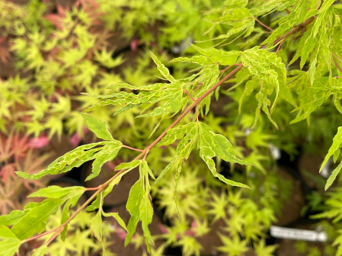 - Acer palmatum 'Cloud of Dragons' Rare Japanese Maple - Mr Maple │ Buy Japanese Maple Trees