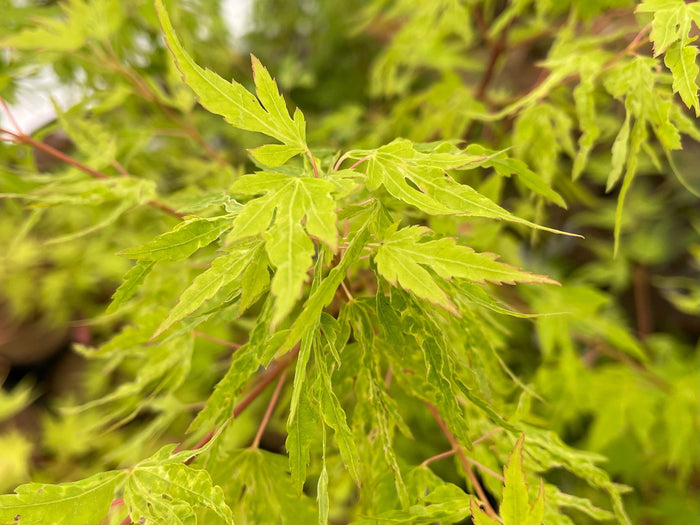 - Acer palmatum 'Cloud of Dragons' Rare Japanese Maple - Mr Maple │ Buy Japanese Maple Trees