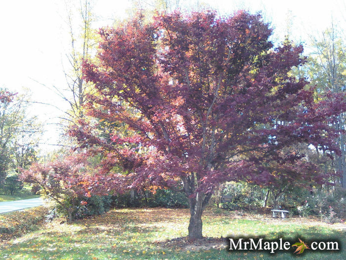 - Acer palmatum 'Dolly Hill' Red Japanese Maple - Mr Maple │ Buy Japanese Maple Trees