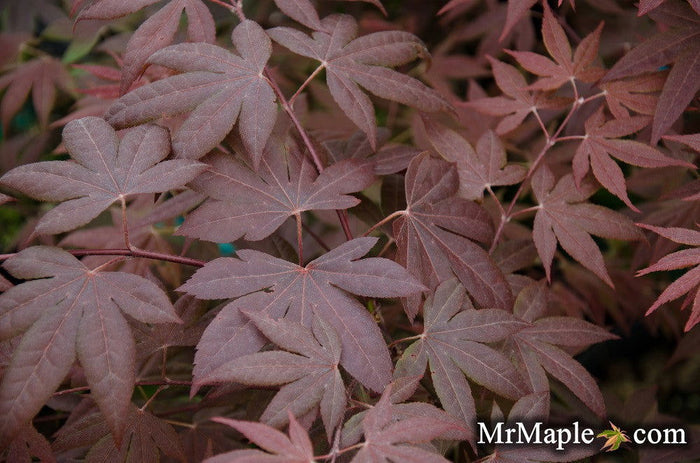 - Acer palmatum 'Dolly Hill' Red Japanese Maple - Mr Maple │ Buy Japanese Maple Trees