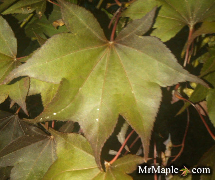 - Acer palmatum 'Dolly Hill' Red Japanese Maple - Mr Maple │ Buy Japanese Maple Trees