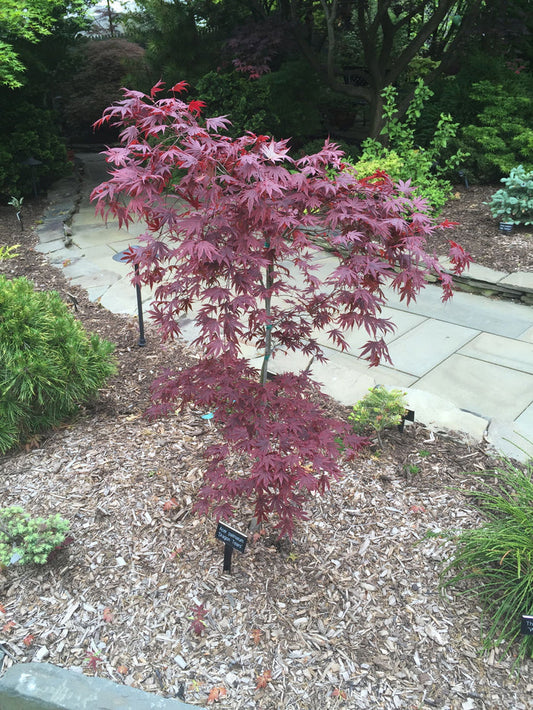- Acer palmatum 'Dragon Tears' Japanese Maple - Mr Maple │ Buy Japanese Maple Trees