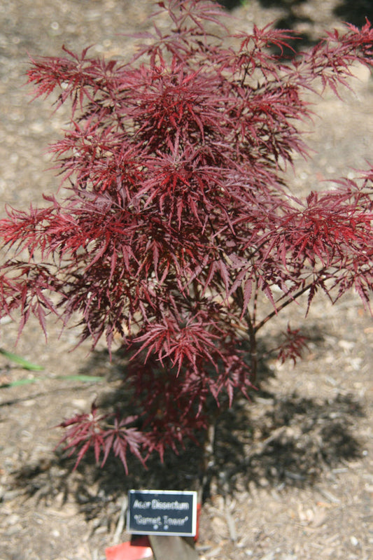 - Acer palmatum 'Garnet Tower' Japanese Maple - Mr Maple │ Buy Japanese Maple Trees
