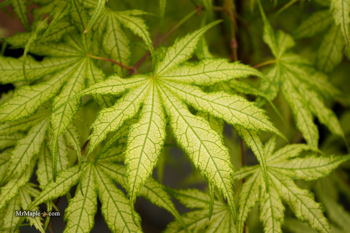Acer palmatum 'Ghost Dancer' Japanese Maple
