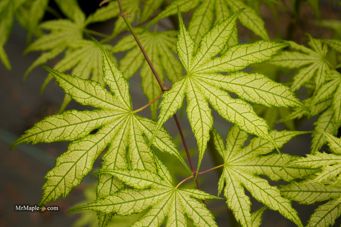 Acer palmatum 'Ghost Dancer' Japanese Maple