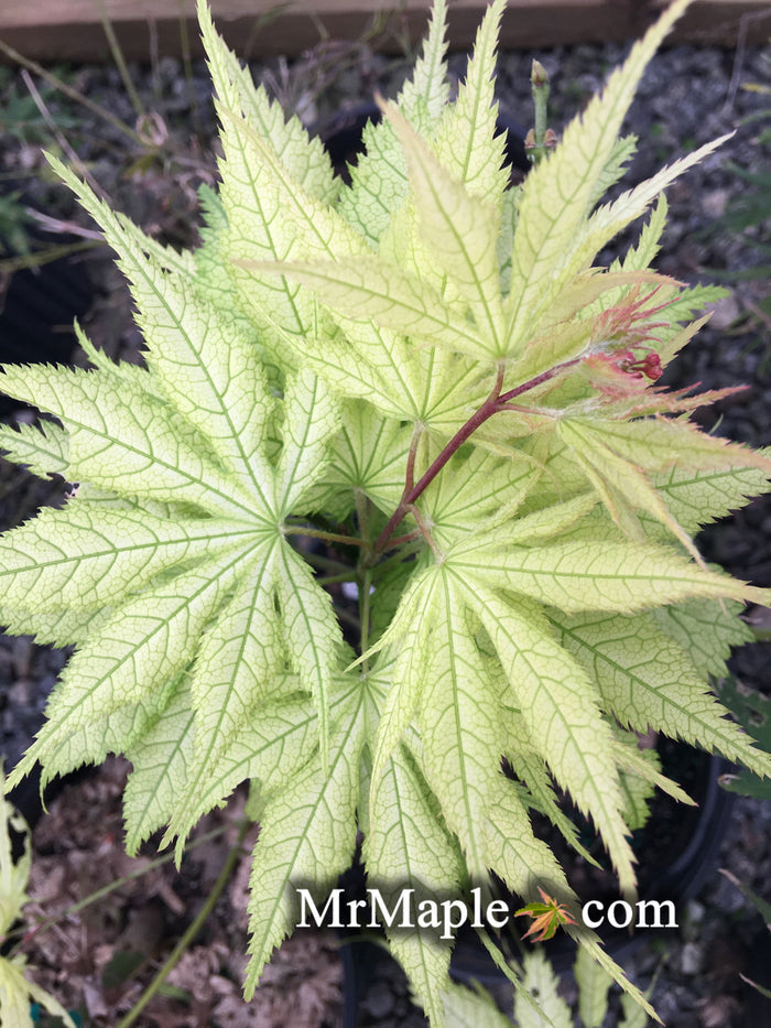 - Acer palmatum 'Ghost Dancer' Japanese Maple - Mr Maple │ Buy Japanese Maple Trees
