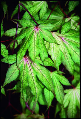 - Acer palmatum 'Grandma Ghost' Japanese Maple - Mr Maple │ Buy Japanese Maple Trees