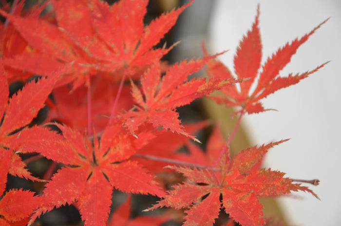 - Acer palmatum 'Grandma Ghost' Japanese Maple - Mr Maple │ Buy Japanese Maple Trees