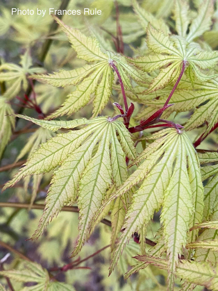 - Acer palmatum 'Grandma Ghost' Japanese Maple - Mr Maple │ Buy Japanese Maple Trees